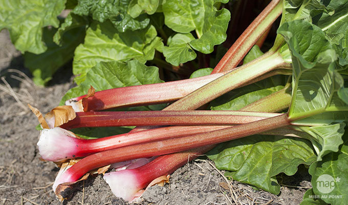 rhubarbe